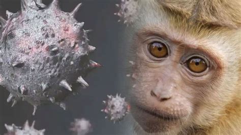 Yeni virüs maymun çiçeği